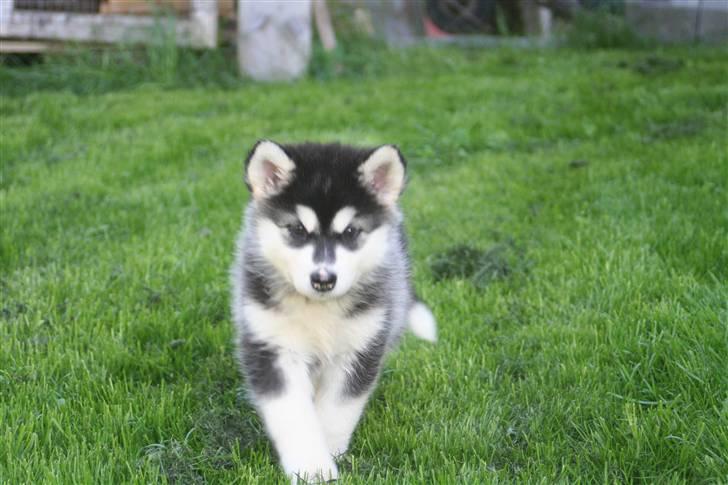 Alaskan malamute Trap Line's Quick Kee-nai billede 2