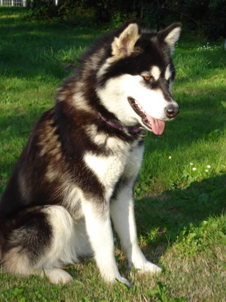 Alaskan malamute Trap Line's Quick Kee-nai billede 3