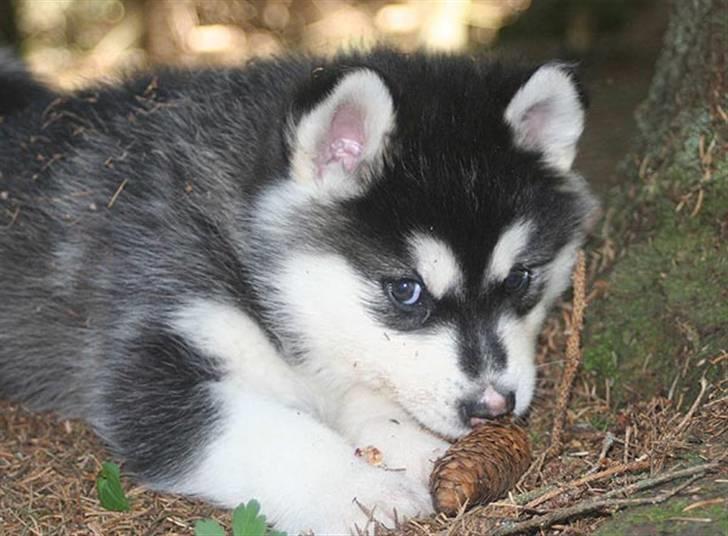 Alaskan malamute Trap Line's Quick Kee-nai billede 4