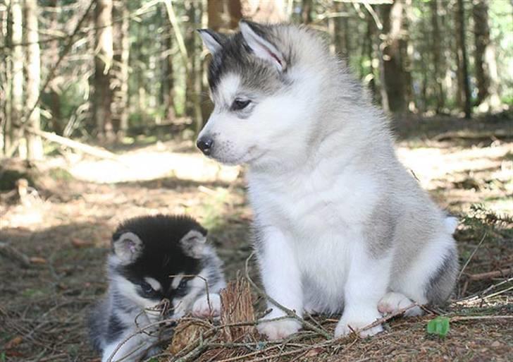 Alaskan malamute Trap Line's Quick Kee-nai - Kee-nai og hendes søster i skoven billede 5