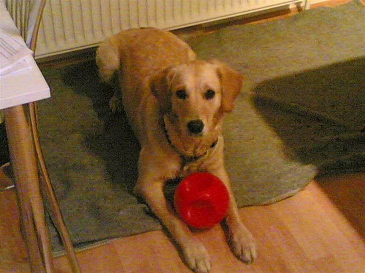 Golden retriever zille - en ny boldt jubii billede 13