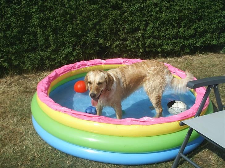 Golden retriever zille - zilles pool billede 14