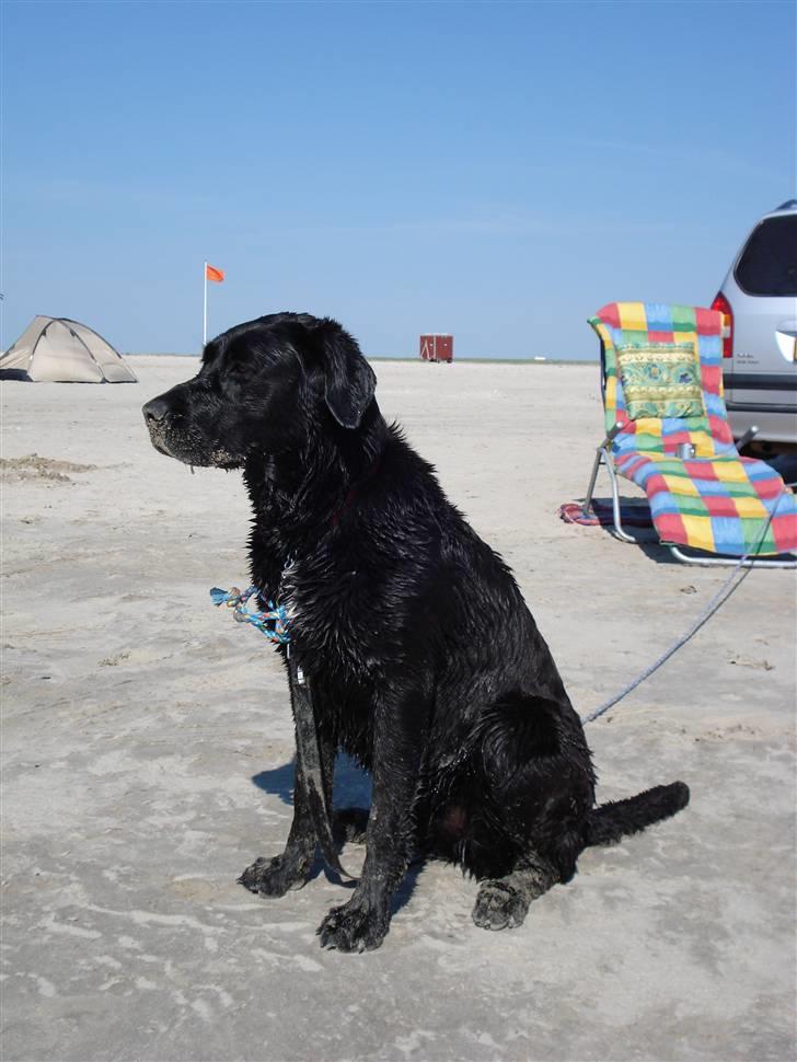 Blanding af racer Fie - Kigger lige efter handhunde-strandløver! billede 19