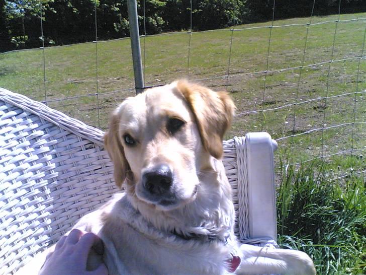 Golden retriever zille - ligger i have stolen  billede 15