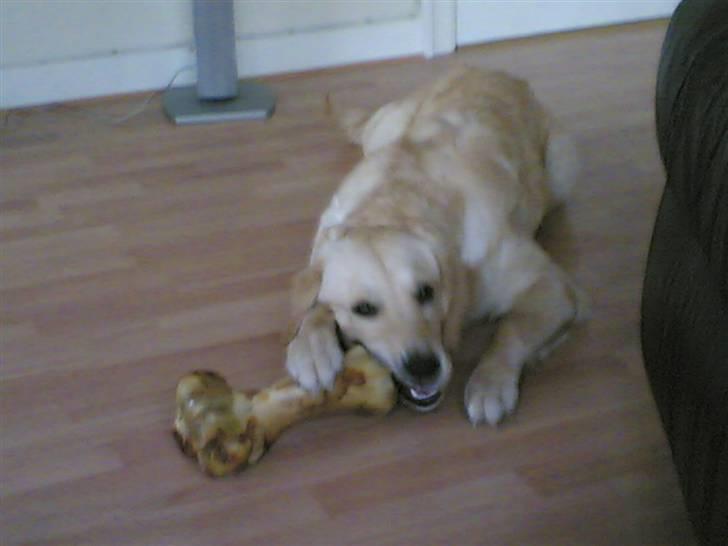 Golden retriever zille - mega ben billede 16