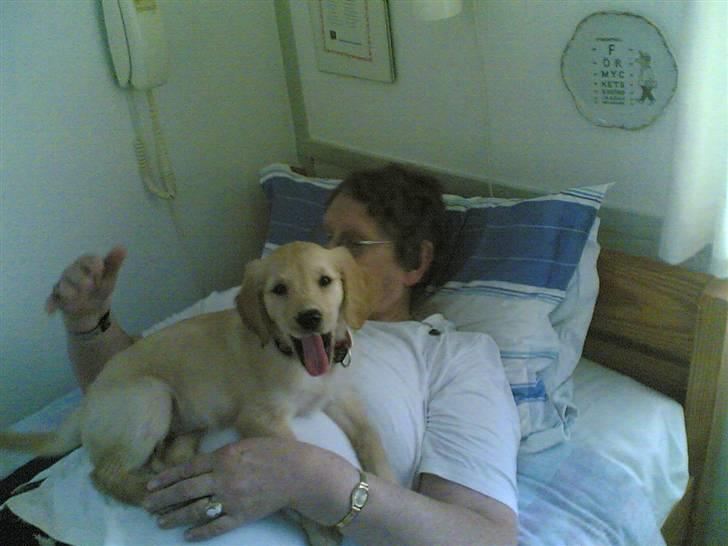 Golden retriever zille - passer på mormor så hun ikke løber uden mig s billede 17