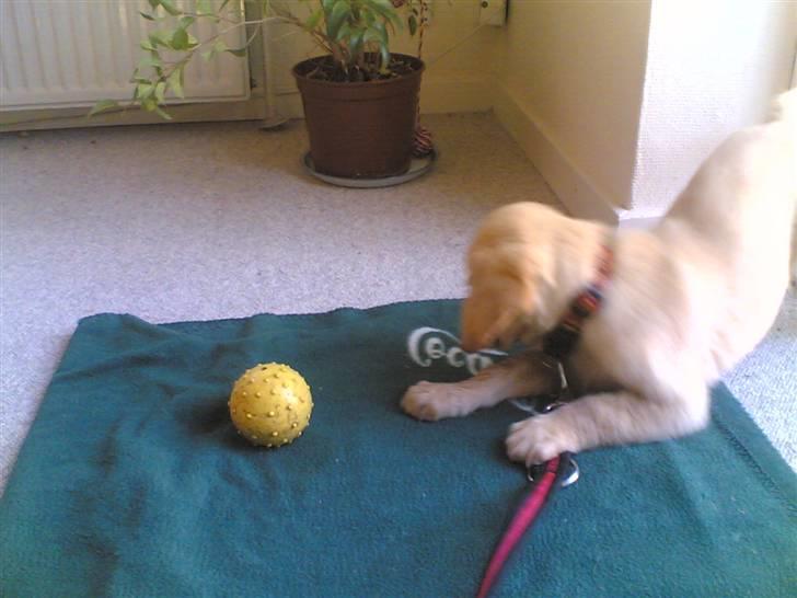 Golden retriever zille - min første boldt billede 18
