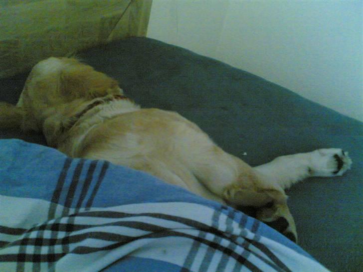 Golden retriever zille - jeg er gået i seng zzzzzz billede 19