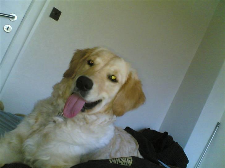 Golden retriever zille - hej hej billede 20