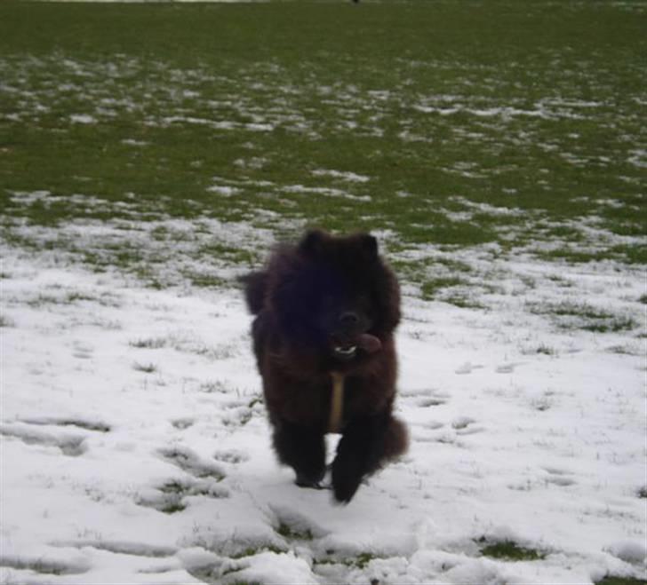 Chow chow Oscar - Oscar - 1 år - Fuld fart frem! billede 8