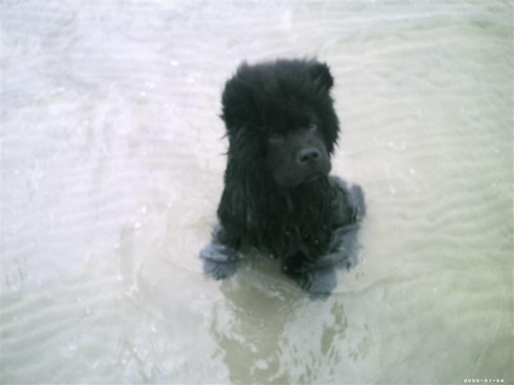 Chow chow Oscar - Oscar på stranden. 6 mdr. gammel billede 9
