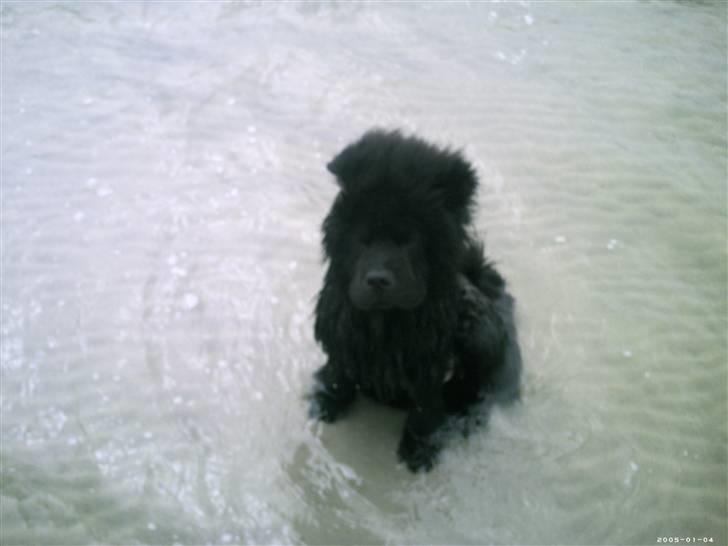 Chow chow Oscar - Oscar på stranden. Uuh, det blæser d: 6 mdr. gammel billede 10