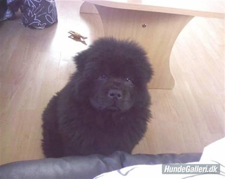 Chow chow Oscar - Oscar - 3 måneder (: billede 11
