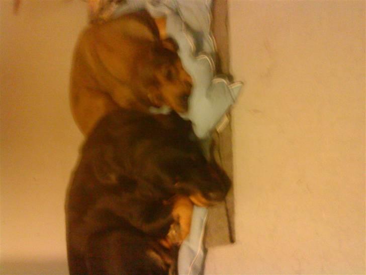 Blanding af racer rottweiler/Am.Bull Klunte billede 20