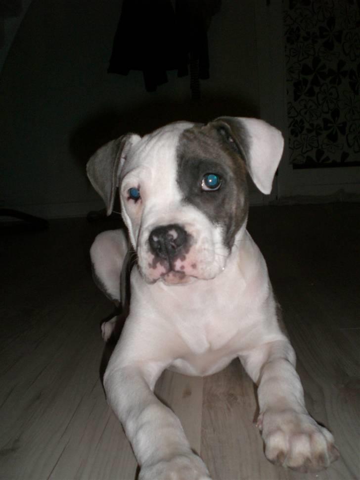 Amerikansk bulldog Chica - Chica 13 uger. billede 6