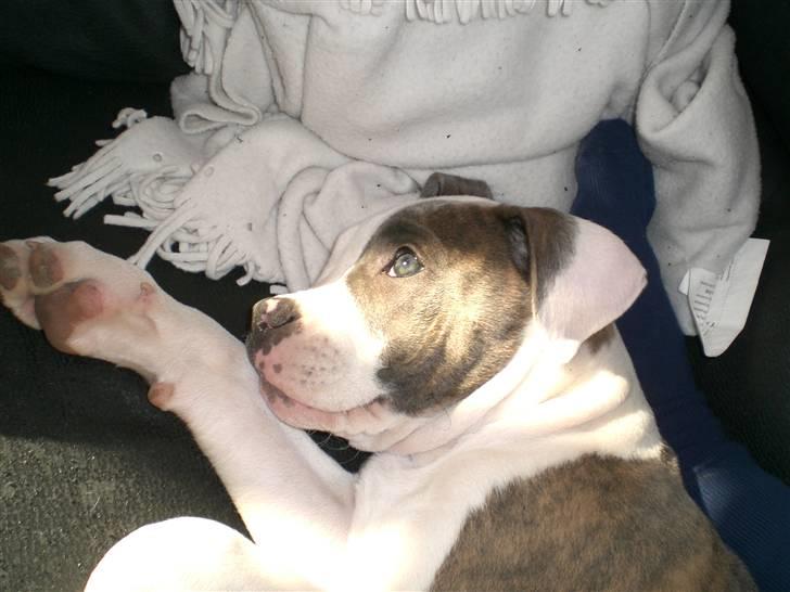 Amerikansk bulldog Chica - Ligger og nyder solen. billede 7