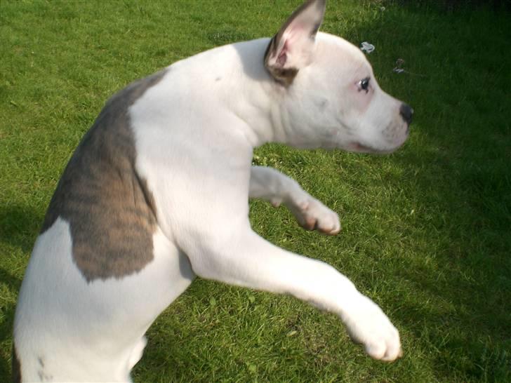 Amerikansk bulldog Chica - boing boing.. hehe billede 8