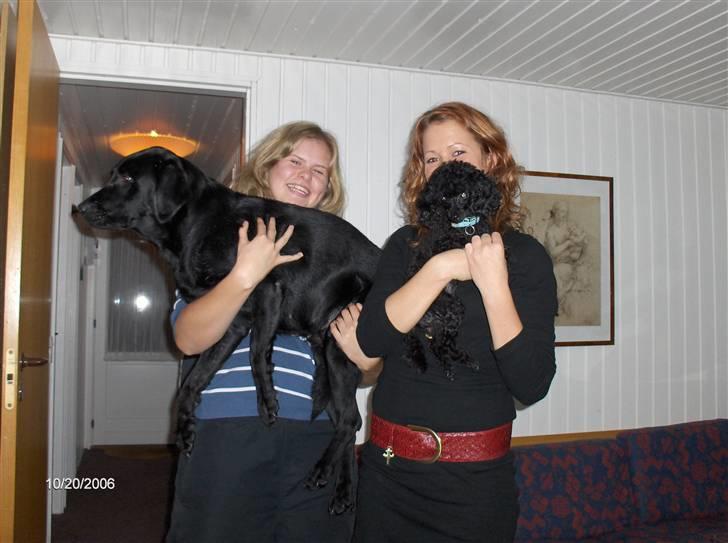Labrador retriever Effi  R.I.P - mig og Effi til venstre og cille og chipsi til højre billede 8