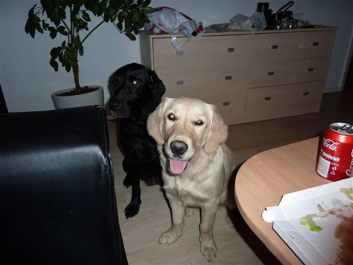 Labrador retriever Effi  R.I.P - smukke effi billede 9