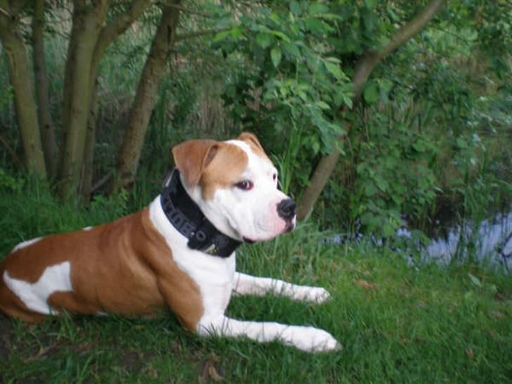 Blanding af racer Lupus - Ligger lige og nyder vejret  billede 1