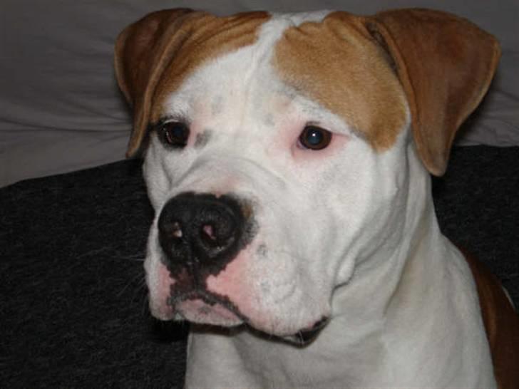 Blanding af racer Lupus - er jeg ik smuk ? :) billede 2