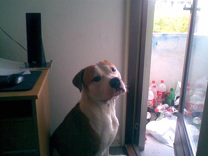 Blanding af racer Lupus - stener :) billede 3