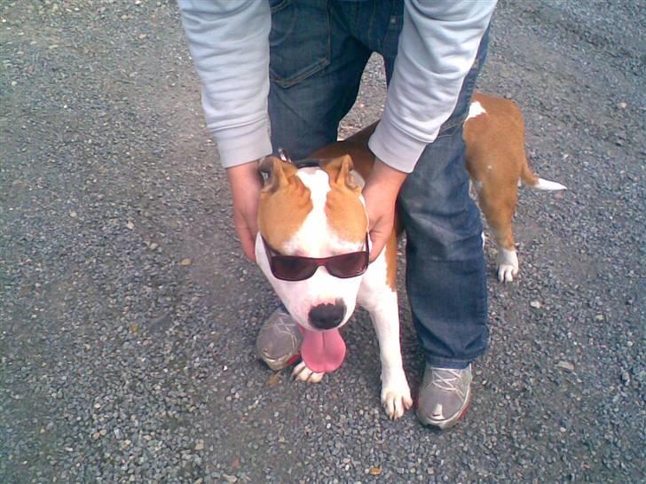 Blanding af racer Lupus - Med solbriller på :D solen ka jo godt være skarp ? billede 4