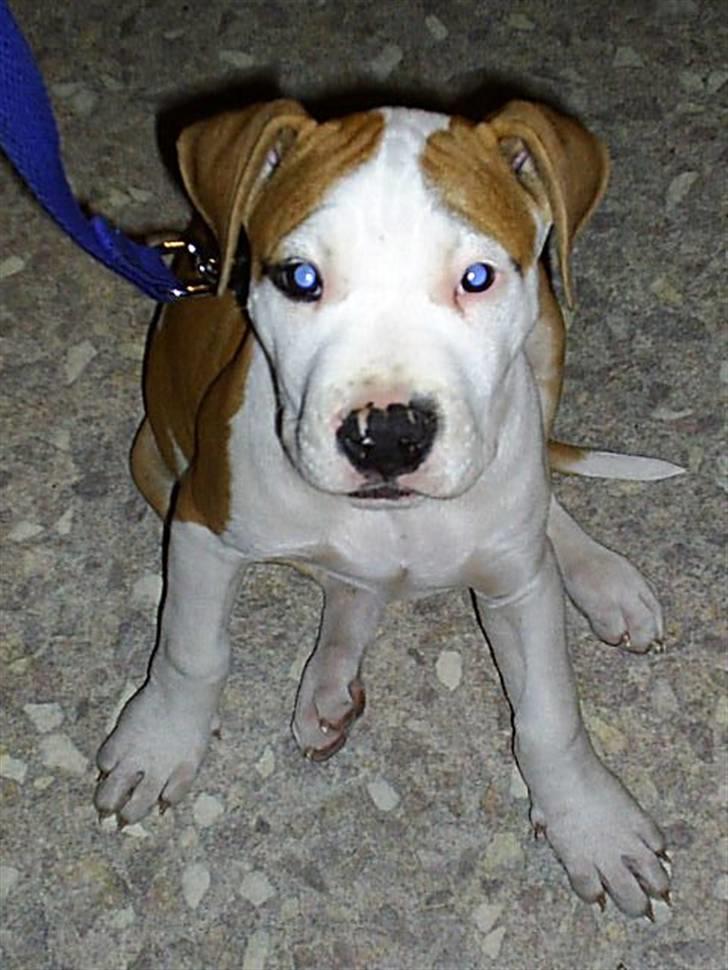 Blanding af racer Lupus - Lupus som lille, søde øjne ? :) billede 5