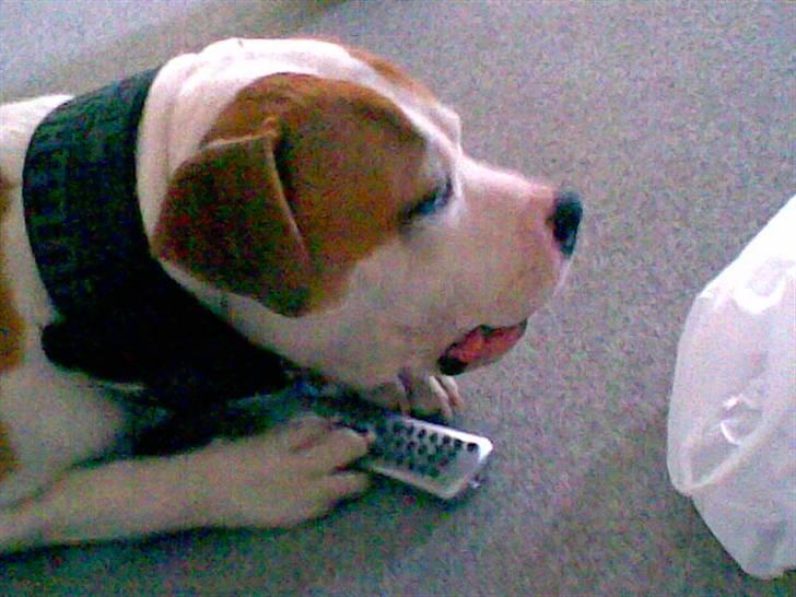 Blanding af racer Lupus - ligger og tygger kødben oven på fjernbetjeningen billede 6