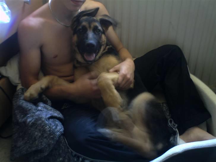 Schæferhund Rex (Enzo) - Sidder med min "bror i min kurv" Indsat den 12/6 - 07 billede 8