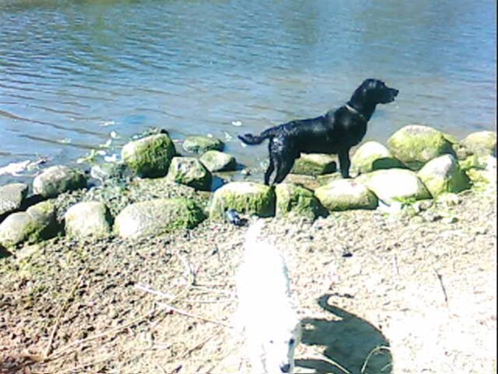 Labrador retriever Rollo <3 - ER JEG IKKE BARE SMUK? billede 12