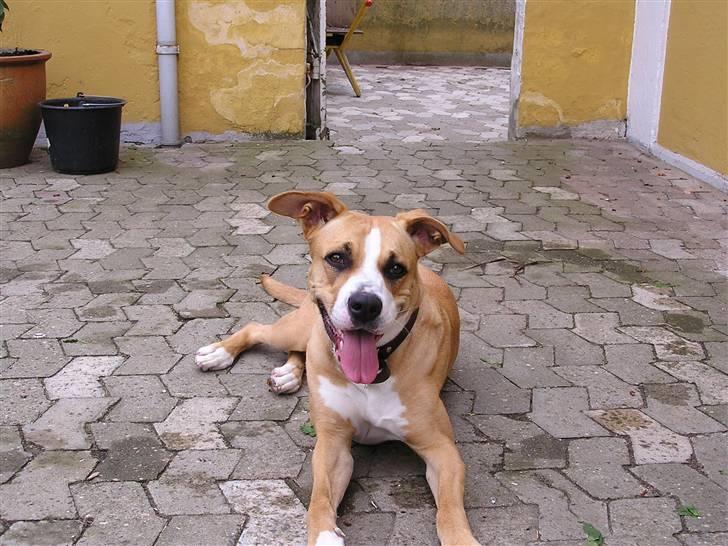 Blanding af racer Soya billede 17