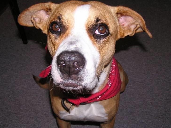 Blanding af racer Soya billede 18