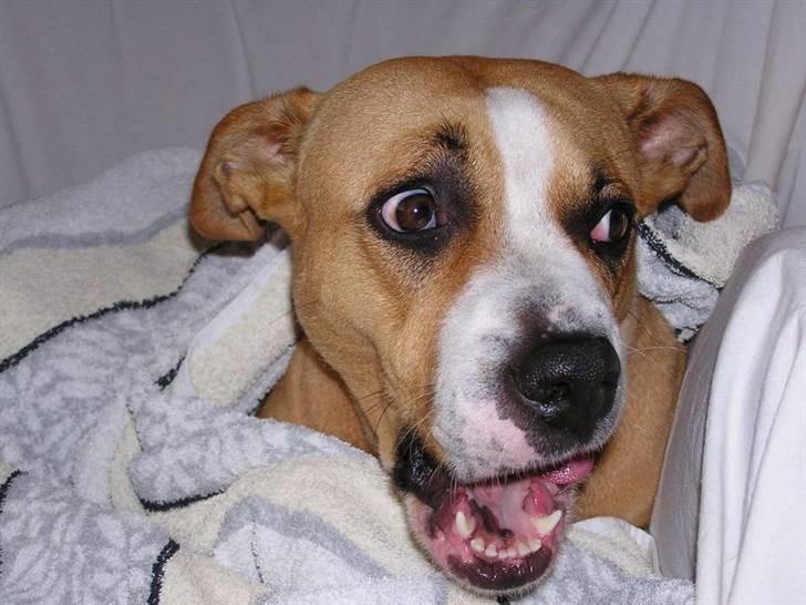 Blanding af racer Soya billede 19