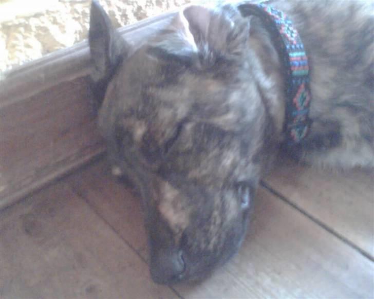 Blanding af racer Vaks - er han ikke sød når han sover billede 7