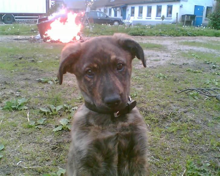 Blanding af racer Vaks - er lidt træt billede 8