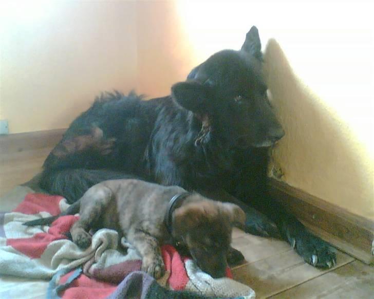 Blanding af racer Vaks - de er søde sammen  billede 9