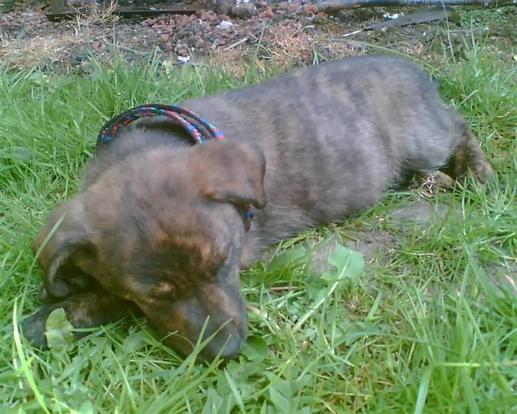 Blanding af racer Vaks - han tager sig lige en lur billede 10