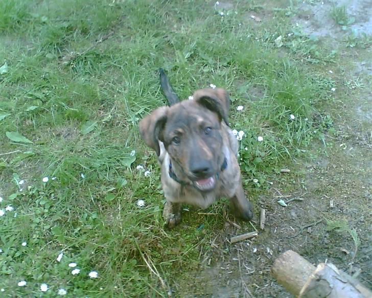 Blanding af racer Vaks - han er glad billede 11