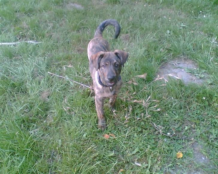 Blanding af racer Vaks - han er meget glad billede 12