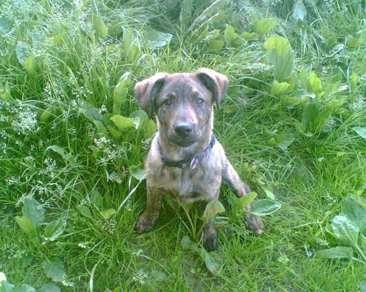 Blanding af racer Vaks - han kikker billede 13