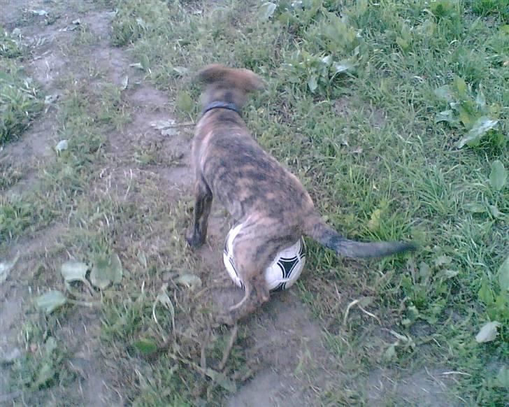 Blanding af racer Vaks - han spiller lidt bold billede 14