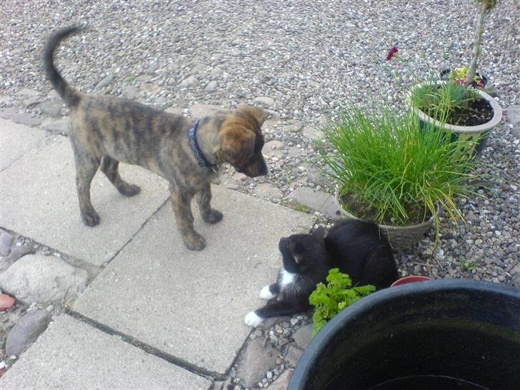 Blanding af racer Vaks - har lige fået øje på en kat billede 15