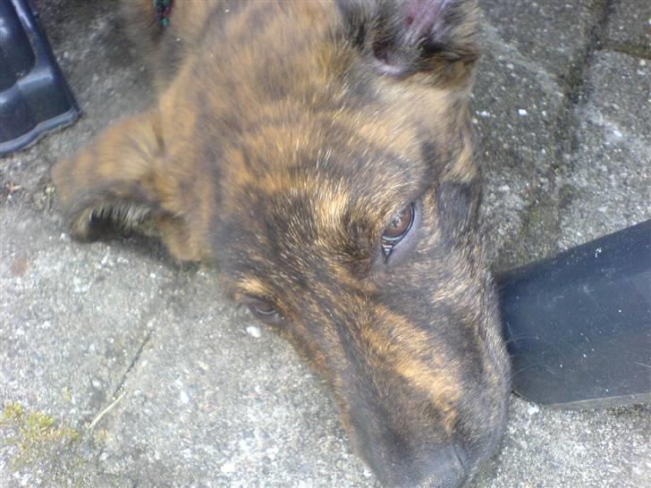 Blanding af racer Vaks - han halv sover billede 16