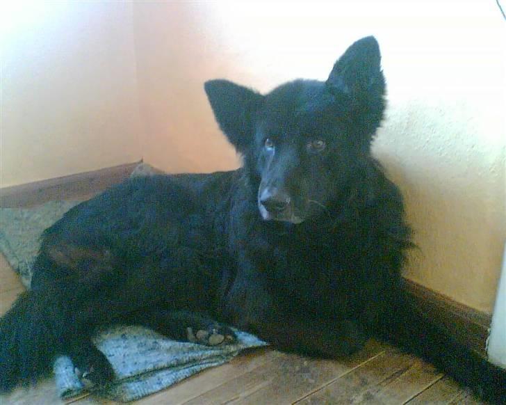 Blanding af racer BAMSE - han ligger og lytter  billede 1