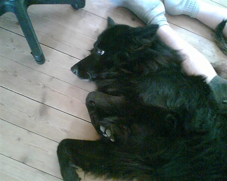 Blanding af racer BAMSE - han ælsker at blive kløet billede 2