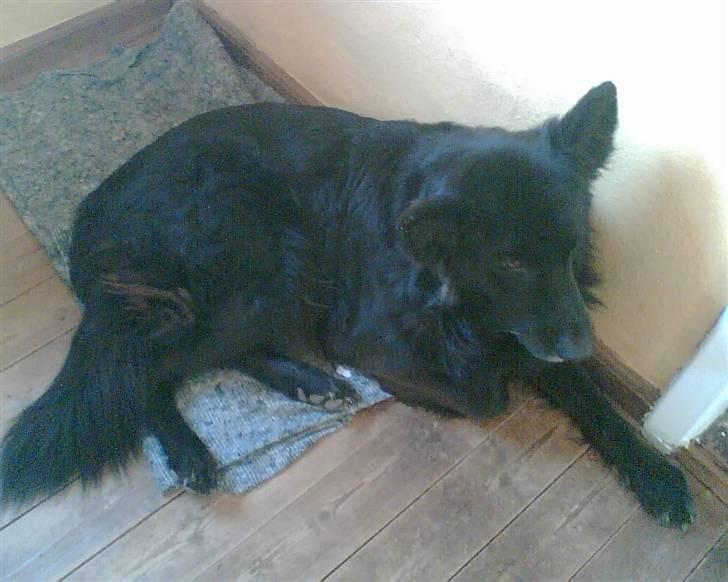 Blanding af racer BAMSE - billede oven fra  billede 3