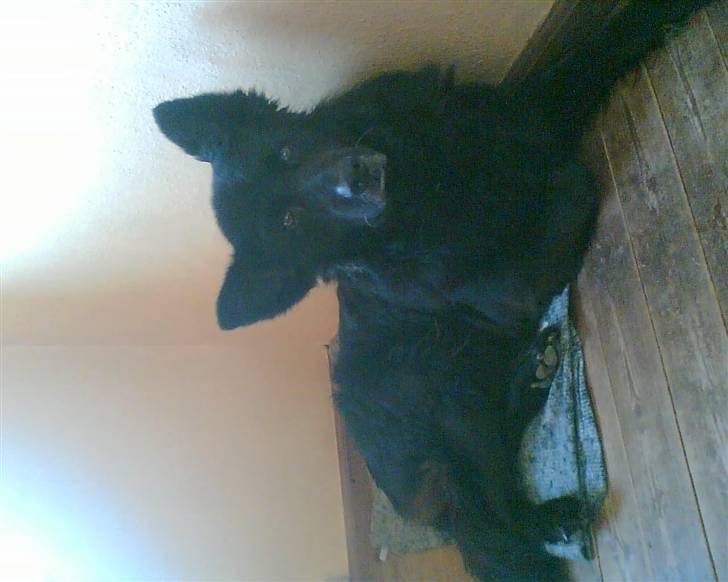 Blanding af racer BAMSE - ligger og kikker  billede 4