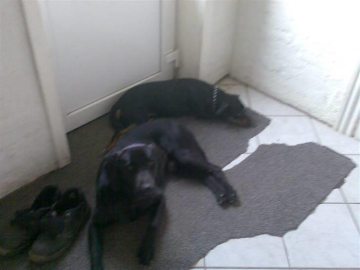Labrador retriever waps billede 2