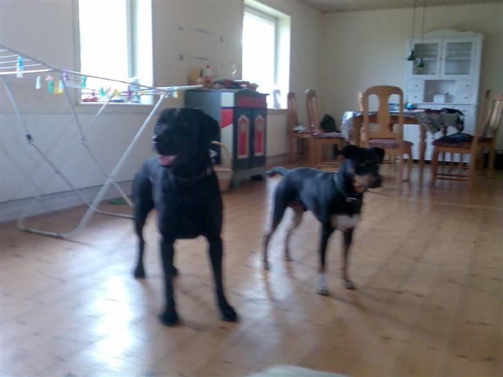 Labrador retriever waps billede 4